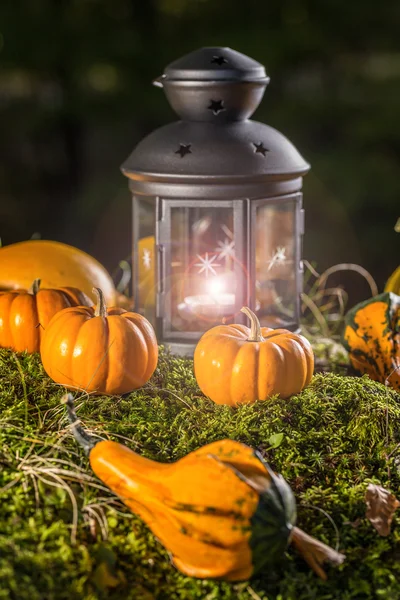 Calabazas y linterna de Halloween —  Fotos de Stock