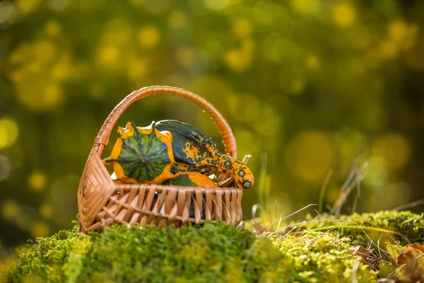 Pumpkins in basket — Stock Photo, Image