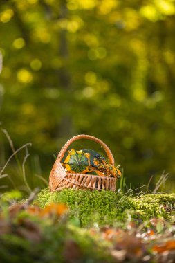 Küçük kabak natürmort