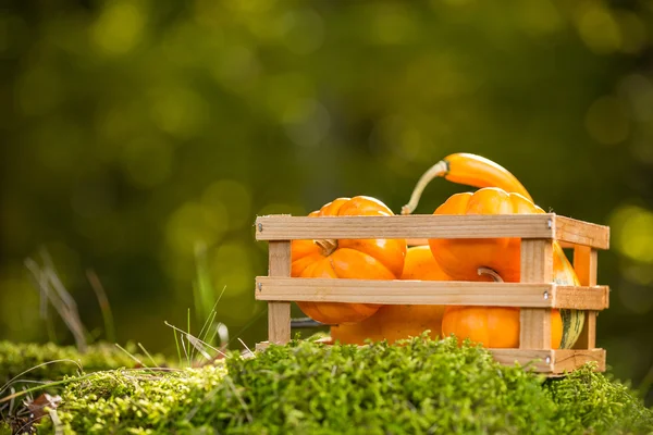 Small ornamental pumpkins — Stock Photo, Image