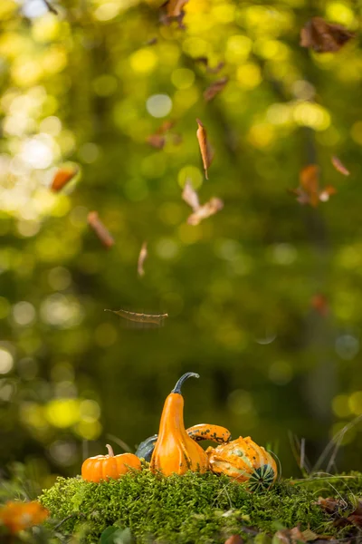 Тыквы в осенних листьях Стоковая Картинка
