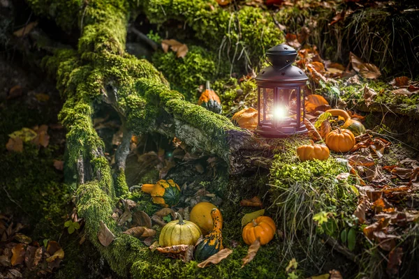 Halloween-Kürbisse im Wald — Stockfoto