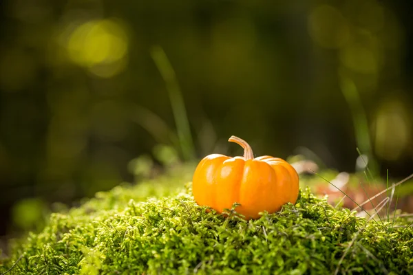 Mini orange pumpa — Stockfoto