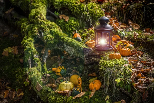 Halloweenpumpor i skogen Stockbild