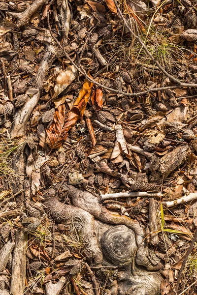 Dry leaves and twigs — Zdjęcie stockowe