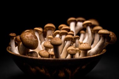 Taze kahverengi shimeji