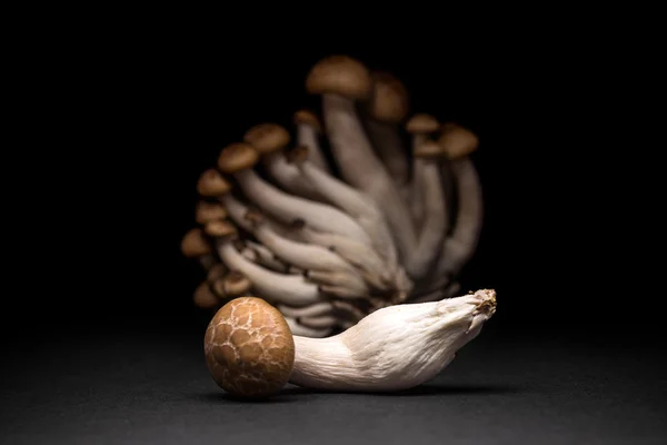 鲜姬菇蘑菇 — 图库照片