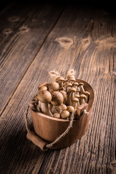 Funghi di shimeji marroni — Foto Stock