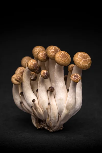 Shimeji, jedlé houby — Stock fotografie