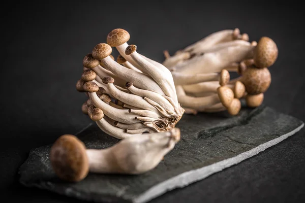 Brown shimeji mushrooms — Stock Photo, Image