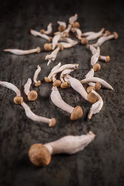 姬菇蘑菇深色表面上 — 图库照片