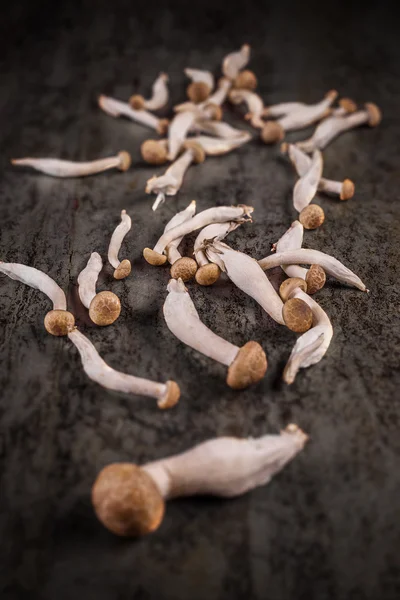 Champignons Shimeji sur une surface sombre — Photo