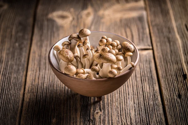 Hnědá shimeji houby — Stock fotografie