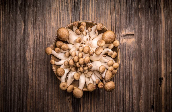 姬菇蘑菇在碗里 — 图库照片