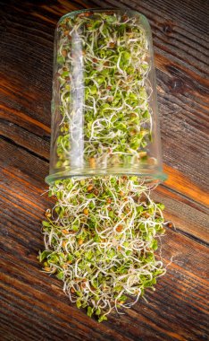 Kavanoza filizlenmişti tohumları