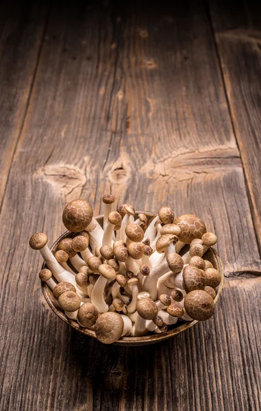 Shimeji mushrooms in bowl — Stock Photo, Image