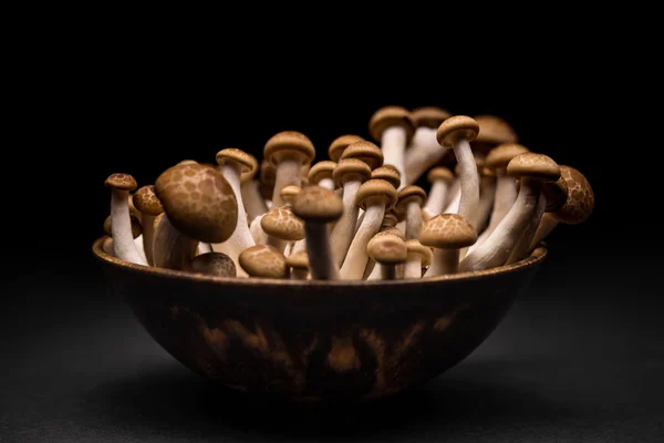 Бурый гриб шимэдзи — стоковое фото