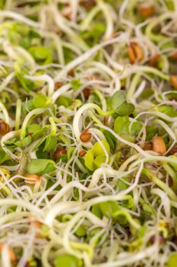 Taze lahanası arka plan