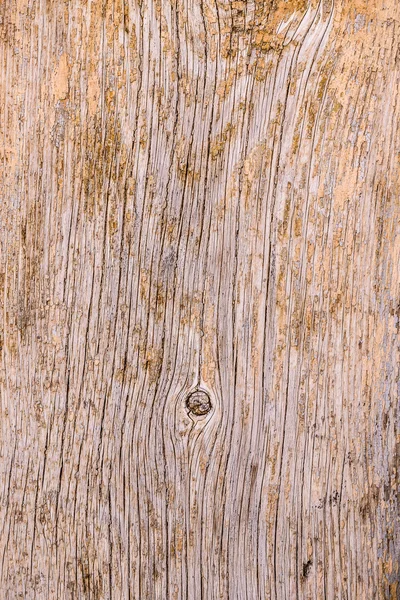 Textura de corteza de árbol — Foto de Stock