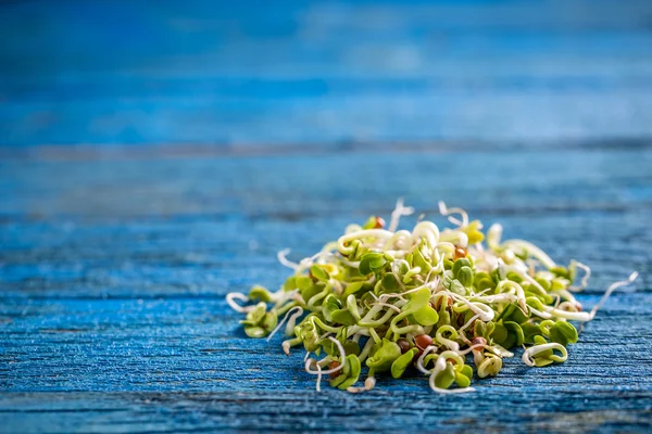 Heap de sementes de rabanete germinadas — Fotografia de Stock