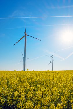 Güneş ışığı, kolza tohumu ve windwheels