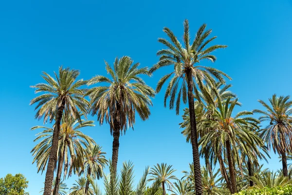 Palmové stromy před modrá obloha — Stock fotografie