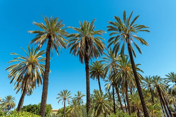 Beautiful palm tree forest — Stock Photo, Image