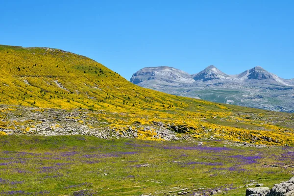 Krásná Krajina Barevnými Květy Národním Parku Ordesa Monte Perdido Španělských — Stock fotografie