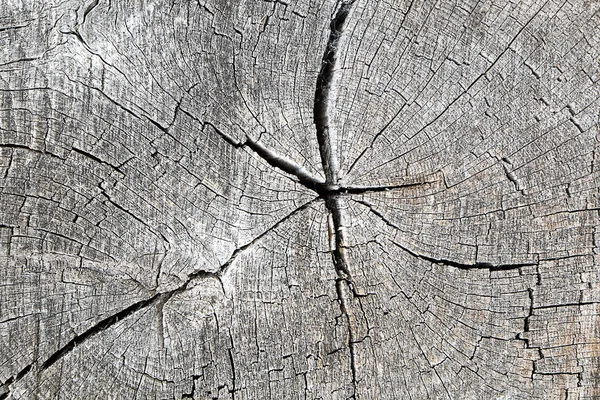 Old tree trunk — Stock Photo, Image