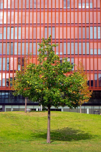 Rode kantoorgebouw en groene boom — Stockfoto