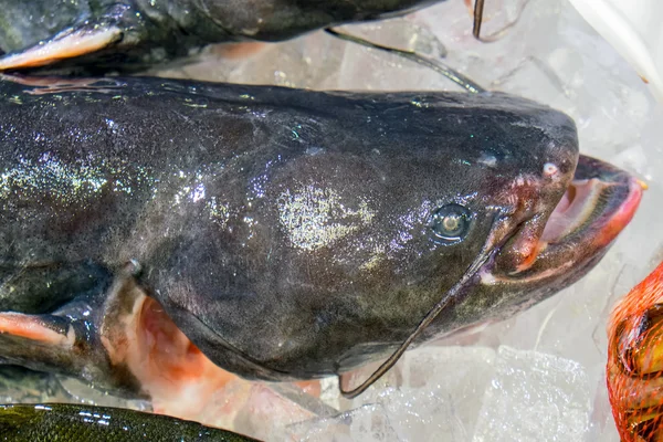 Catfish a la venta en el mercado —  Fotos de Stock