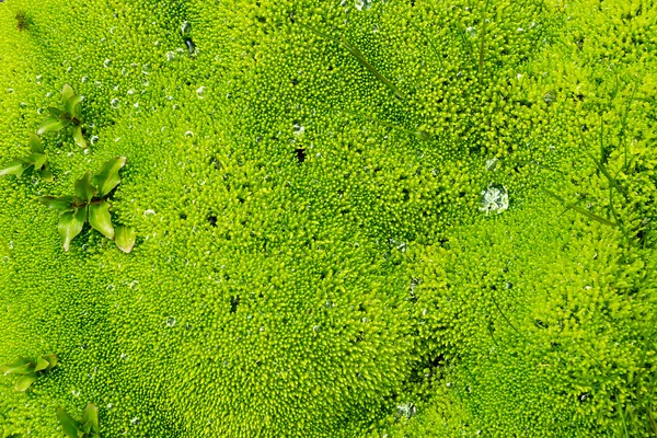 Green moss seen in Iceland