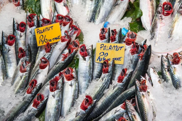 Peixe fresco num mercado em Istambul — Fotografia de Stock