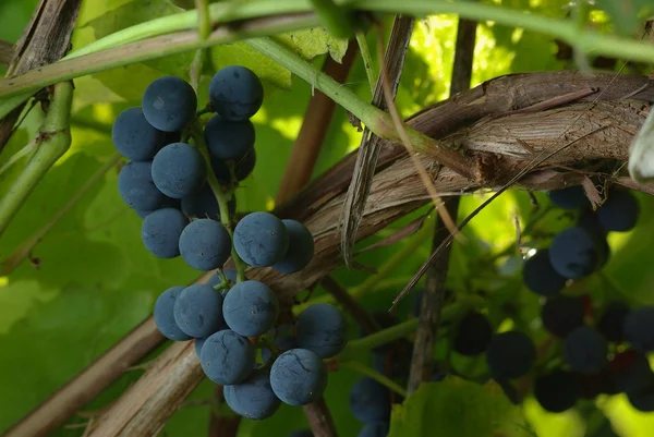 Um monte de uva de vinho — Fotografia de Stock