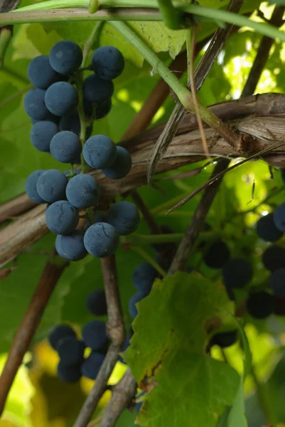 Cacho de uvas de vinho — Fotografia de Stock