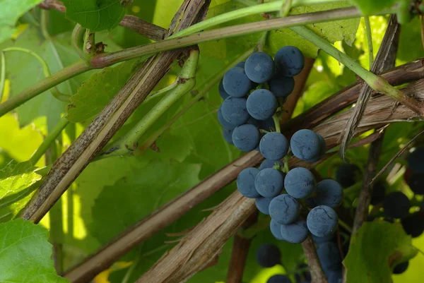 Bunch of Wine Grape — Stock Photo, Image