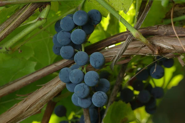 Cacho de uvas de vinho — Fotografia de Stock