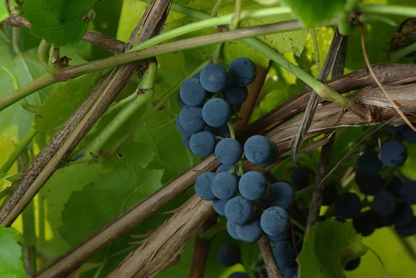 Bunch of wine grape — Stock Photo, Image