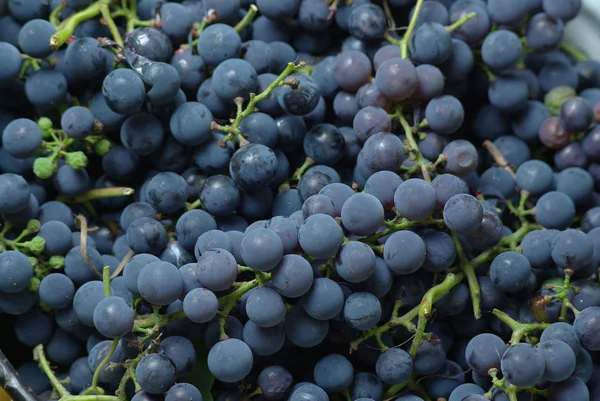 Wine Grapes — Stock Photo, Image