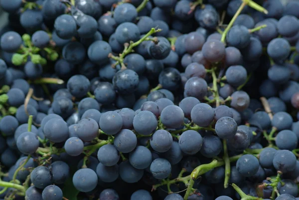 Uvas de vinho — Fotografia de Stock