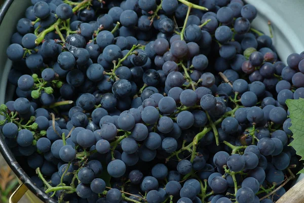 Wine Grape — Stock Photo, Image