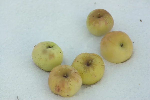 Apples on snow — Stock Photo, Image