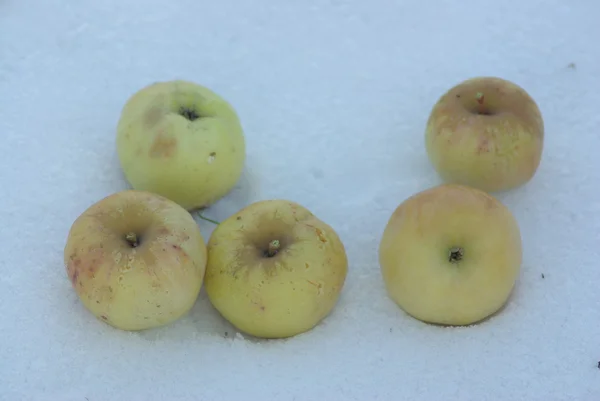 Apples on snow — Stock Photo, Image