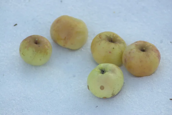 Apples on snow — Stock Photo, Image