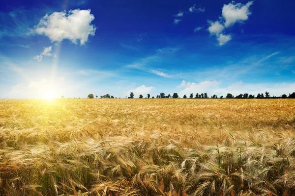 Bir alanın buğday üzerinde güzel gündoğumu — Stok fotoğraf