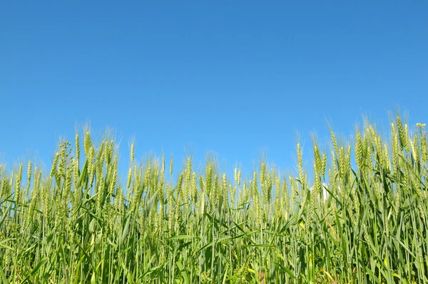 Campo de trigo e céu azul — Fotografia de Stock