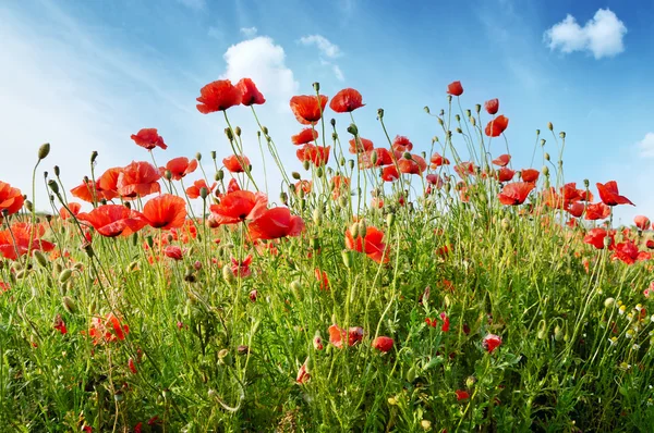 Amapolas rojas en el campo verde —  Fotos de Stock