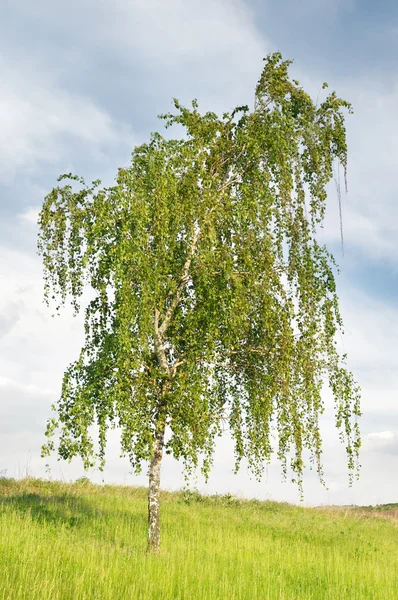 Witte berk op hemelachtergrond — Stockfoto