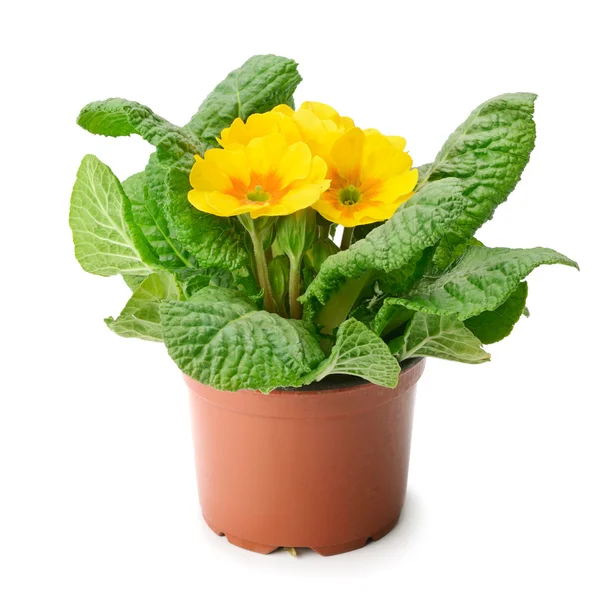 Yellow primrose isolated on white — Stock Photo, Image