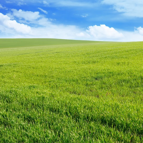 Voorjaarsweide en blauwe lucht — Stockfoto